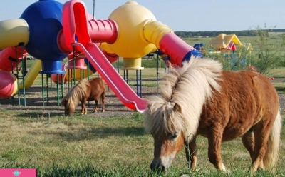 Family Park, загородный парк активного семейного отдыха, конные прогулки, Ростовская область, Ростов-на-Дону 