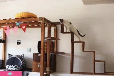 "Котейная", котокафе, Уфа 