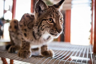 Сибирский семейный зоопарк (Зоопарк )