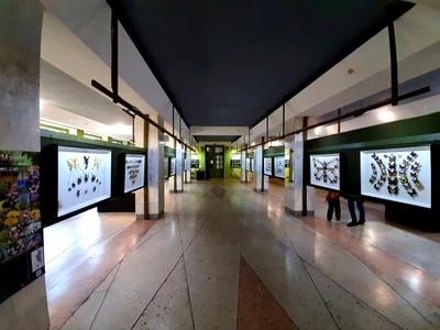 Музей насекомых