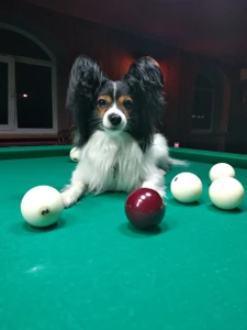 Гладиатор (Бильярдный клуб )