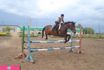 "Серебряная подкова", детско-юношеская конноспортивная школа, конноспортивный клуб в Красном Яре, Самарская область