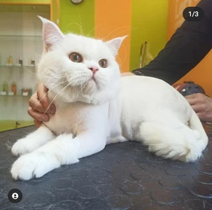 Барбос (Зоосалон, зоопарикмахерская)