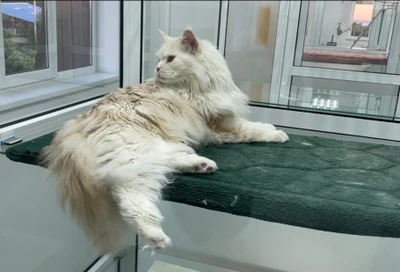 Гостиница для кошек (Гостиница для животных)