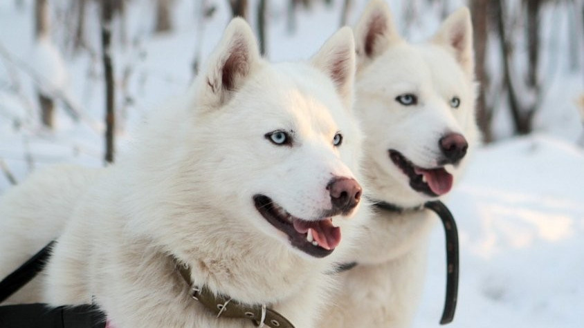 "Эльбрус", питомник ездовых собак, катание на собачьей упряжке, фотосессия с собаками, Екатеринбург