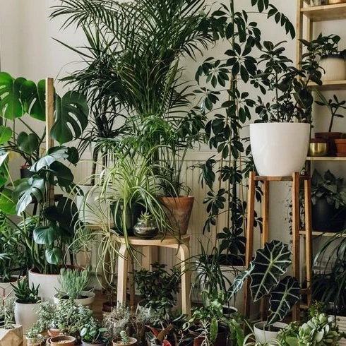 The CityJungle