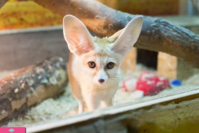 "Живая экзотика", мини-зоопарк в ТЦ "Сити-Центр", Казань 