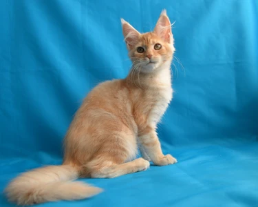 Star Allure (Питомник животных)