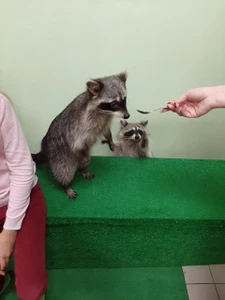 Хижина Енота (Зоопарк)