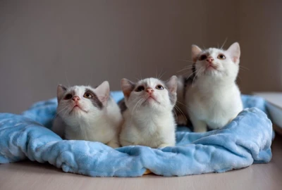 Наш Дом (Ветеринарная клиника)