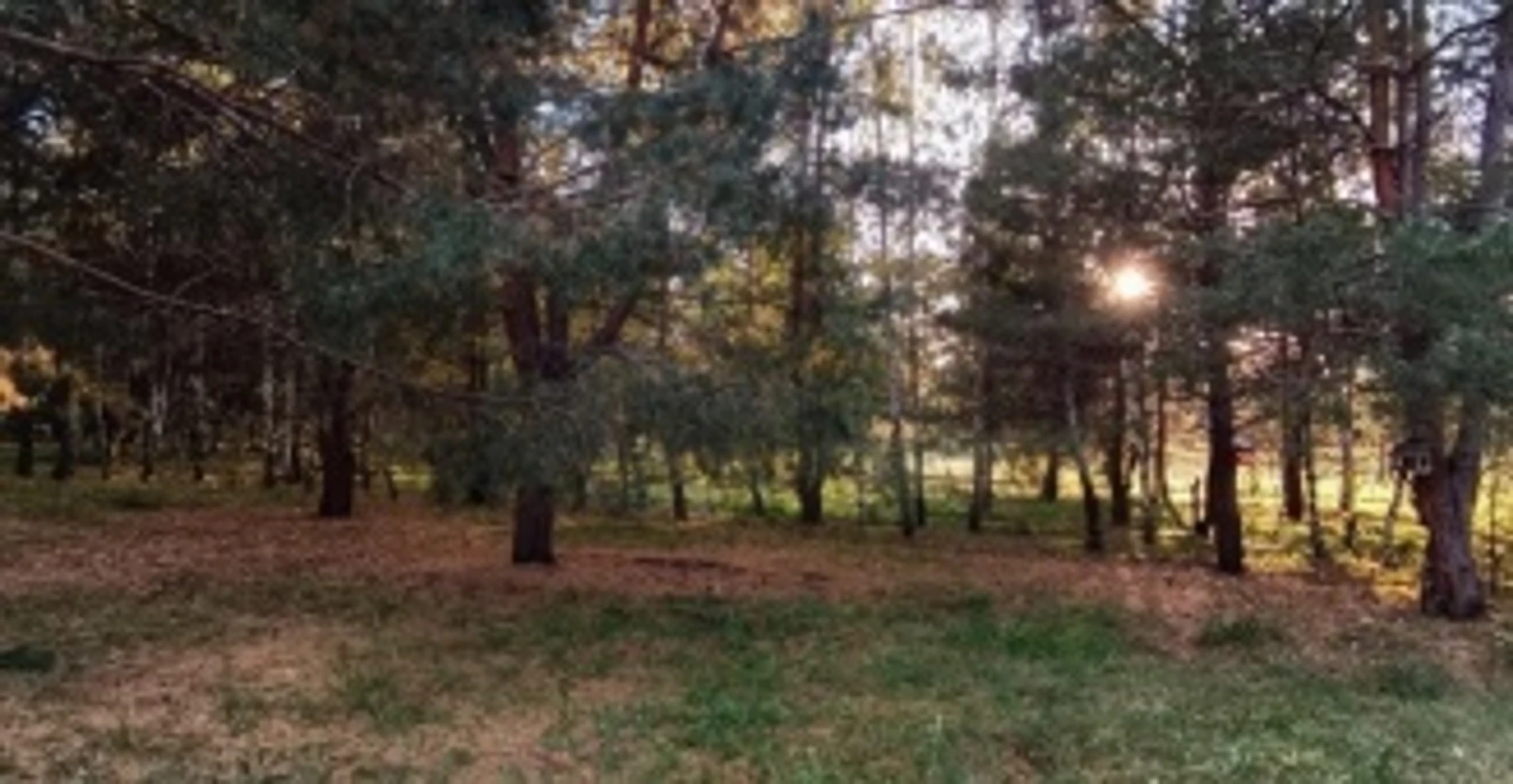 Дендропарк