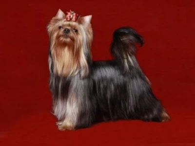 Питомник Северная Орхидея (Питомник животных)