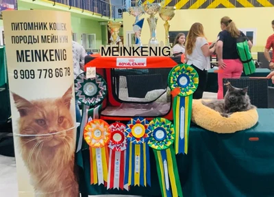 Питомник мейн кунов Meinkenig (Питомник животных)