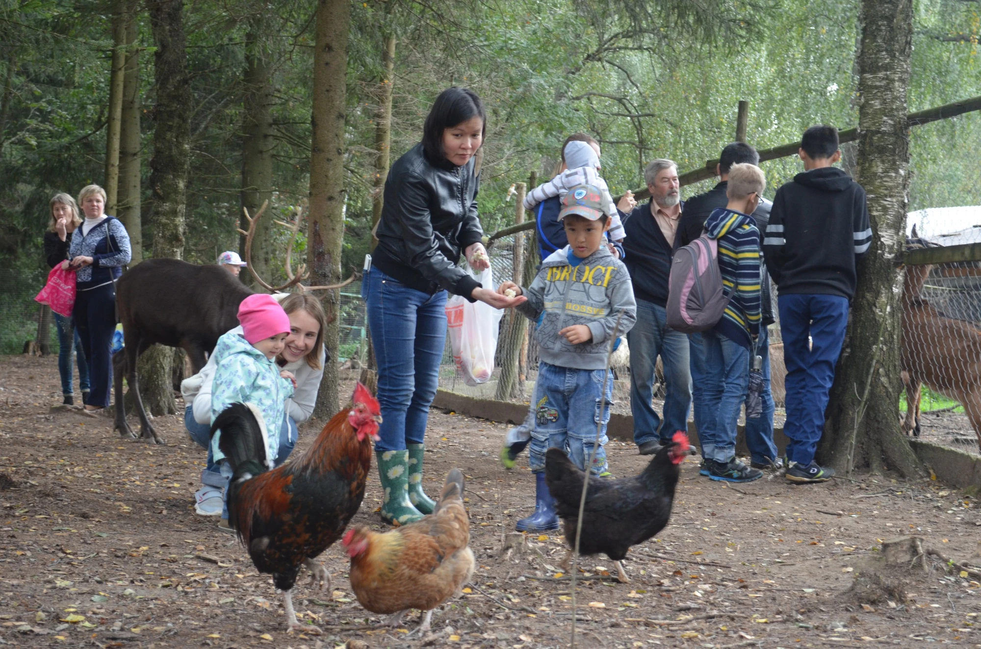 Организация корпоративных и групповых посещений в Ферме оленей