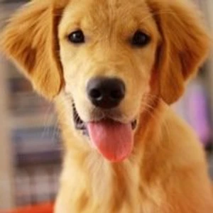 Центр дрессировки и воспитания собак (Клуб любителей животных )