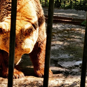 Абзаково (Зоопарк)