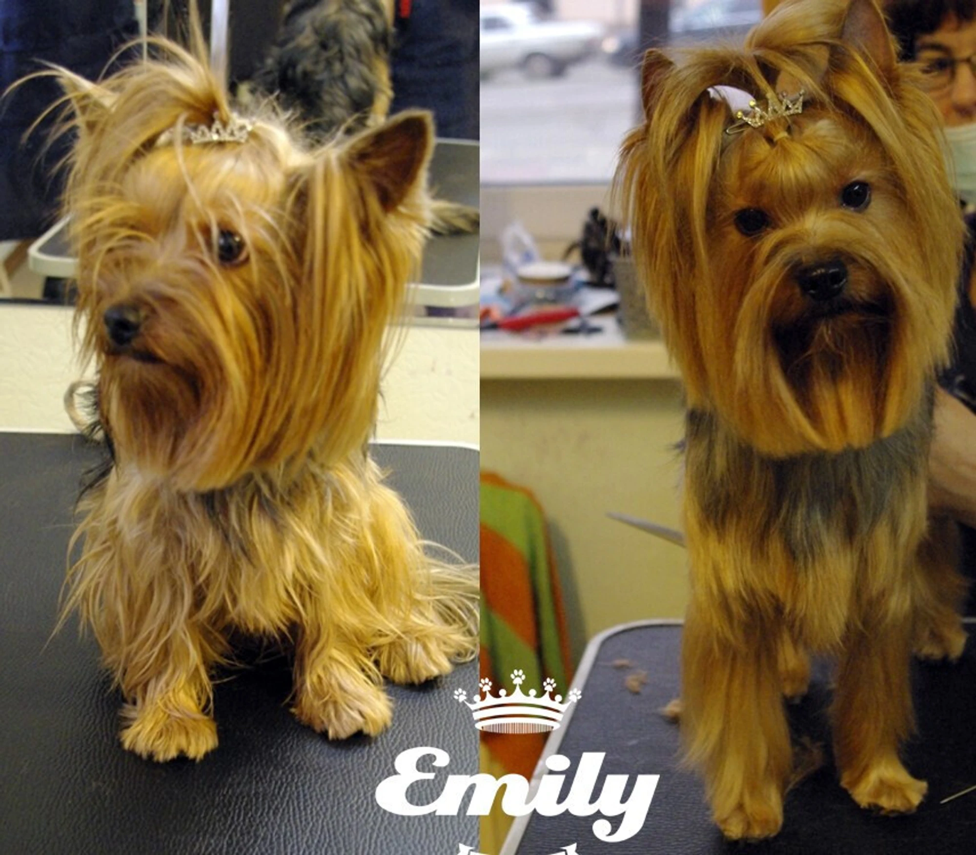 Emily, студия грумминга