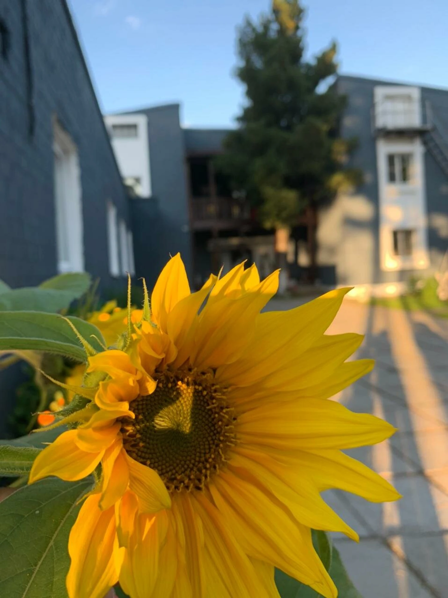 Подснежник (Гостиница)