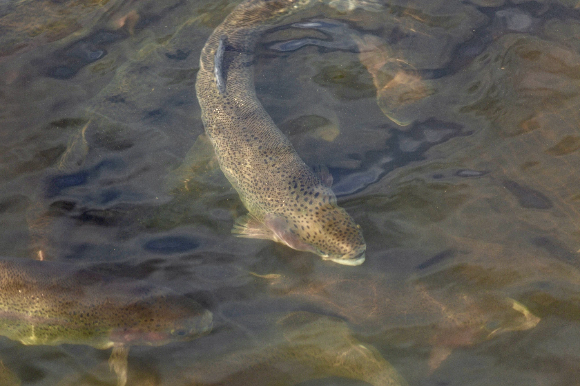 Фото:&nbsp;vk.com/russianfishing.rest