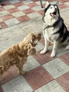 Зоотель (Гостиница для животных)