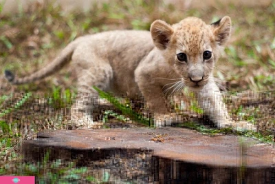 "Амулет Эвент", организация праздников и мероприятий для взрослых и детей, СПб 