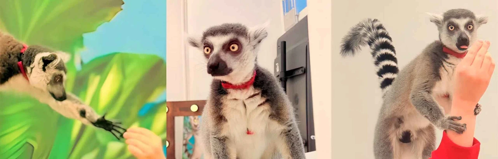 ТОП 5 кафе с животными в Москве