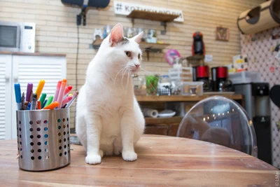 Скидка 10%  на первый визит в котокафе "Котики и Люди"