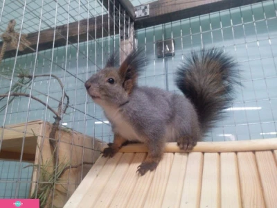 Urban Animals, контактный зоопарк в ТРЦ "Жар-птица", Нижний Новгород 