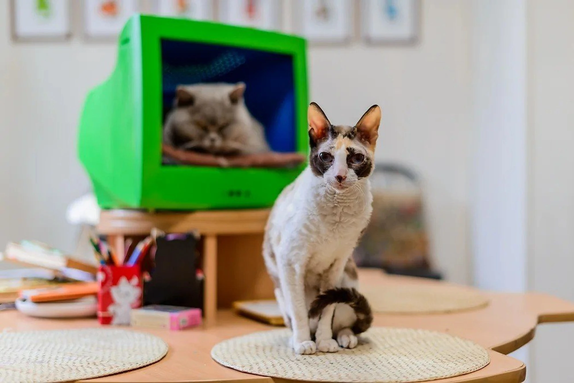 Фото:&nbsp;catmuseum.ru