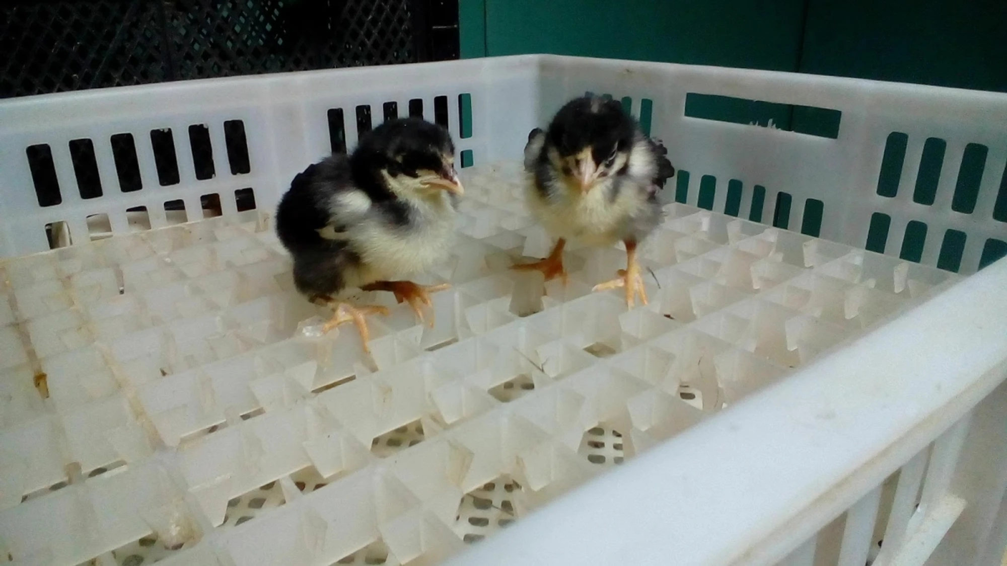 Экскурсии для школьников в "Страусленд"