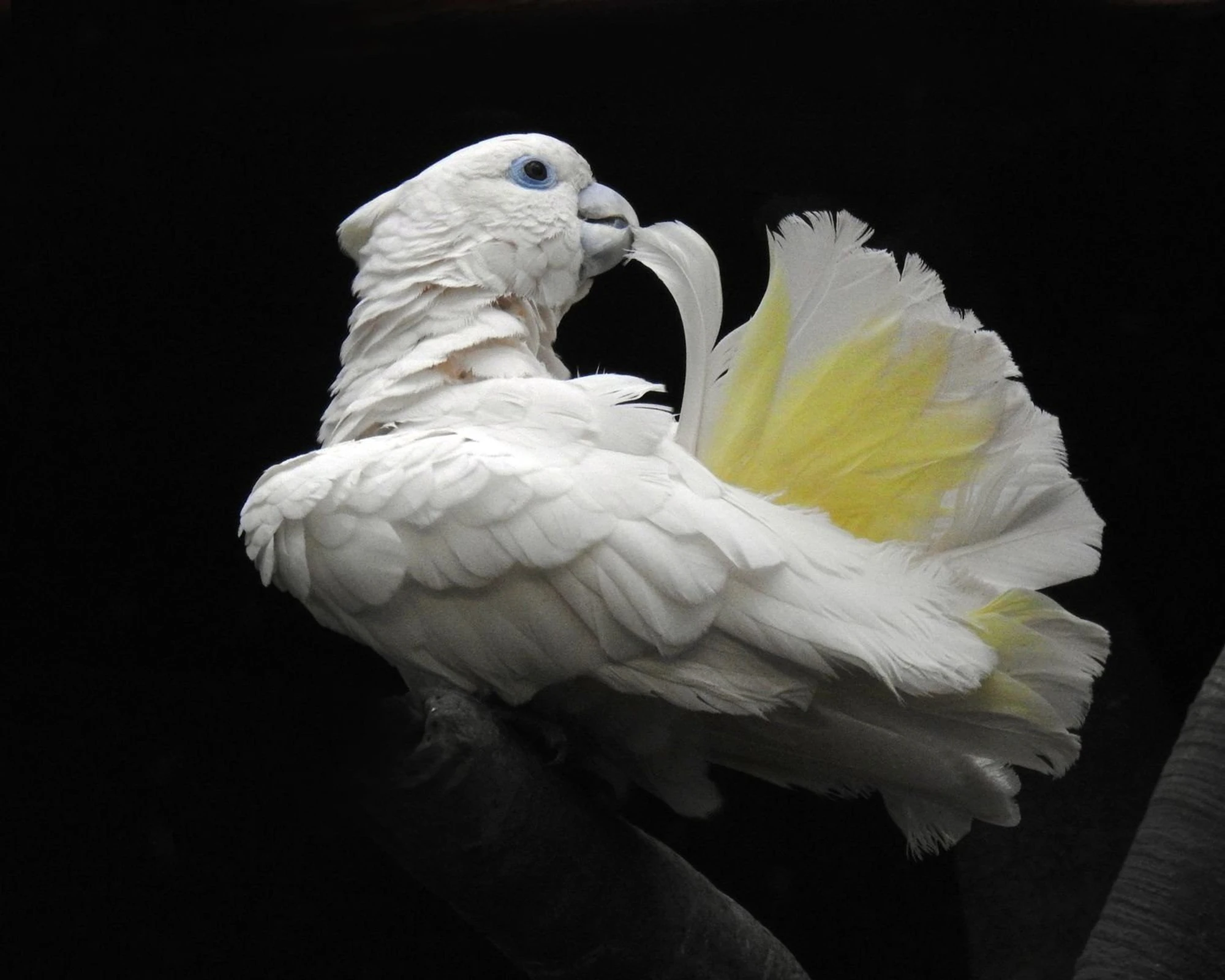 Оранжерея Московского зоопарка