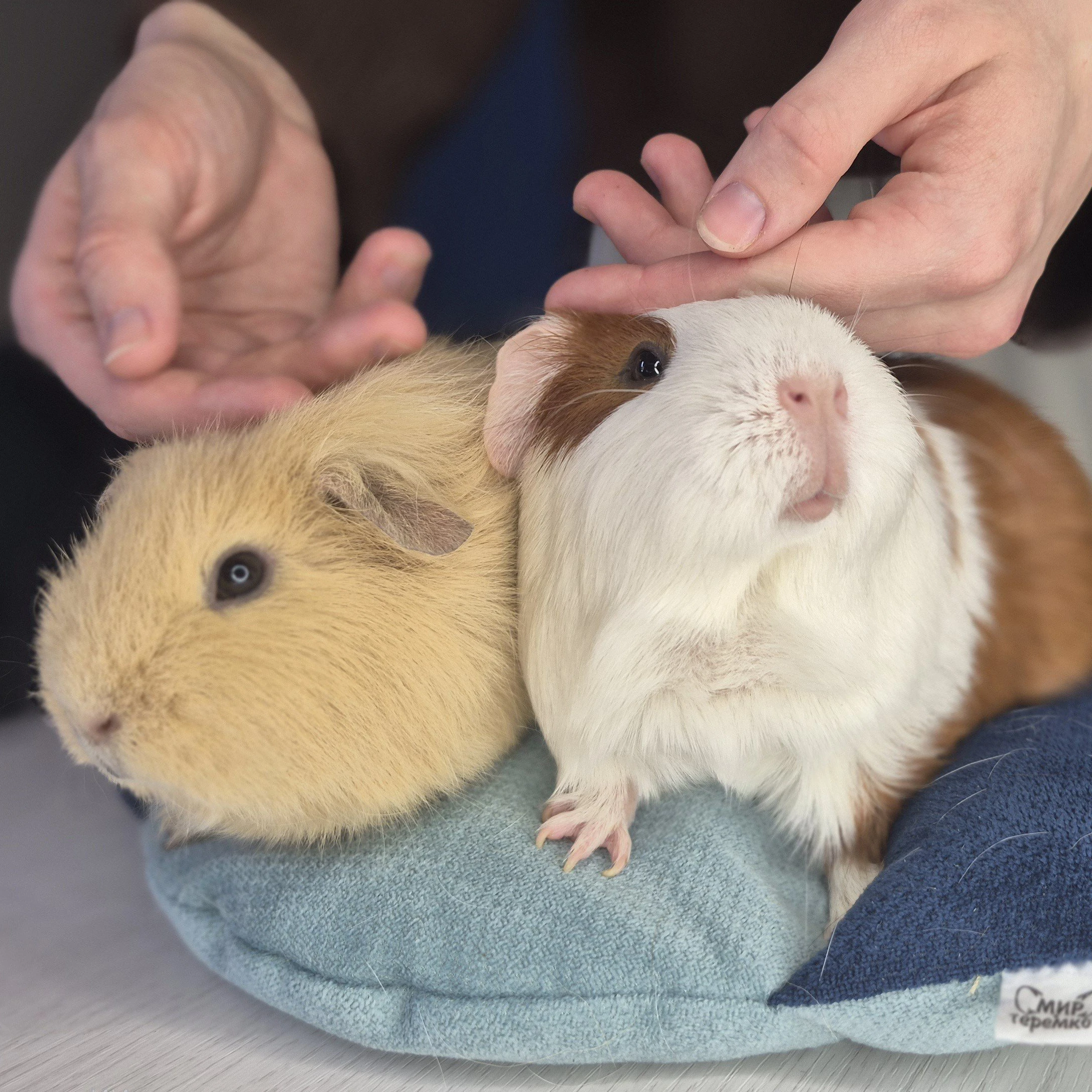 Моресвинок- контактный зоопарк с морскими свинками