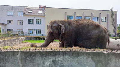 Зорро Парк (Зоопарк)