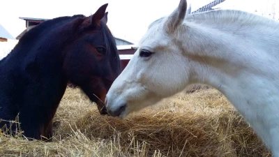 "Golden Horse", конный клуб на Уктусе, Екатеринбург