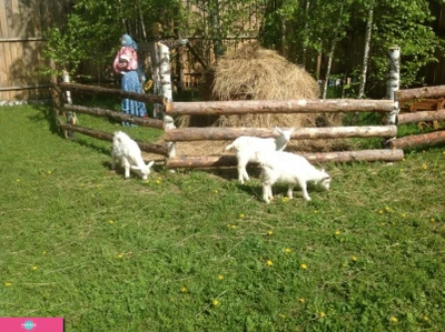 "Теремок", детский контактный зоопарк в Кольцово, Новосибирская область 